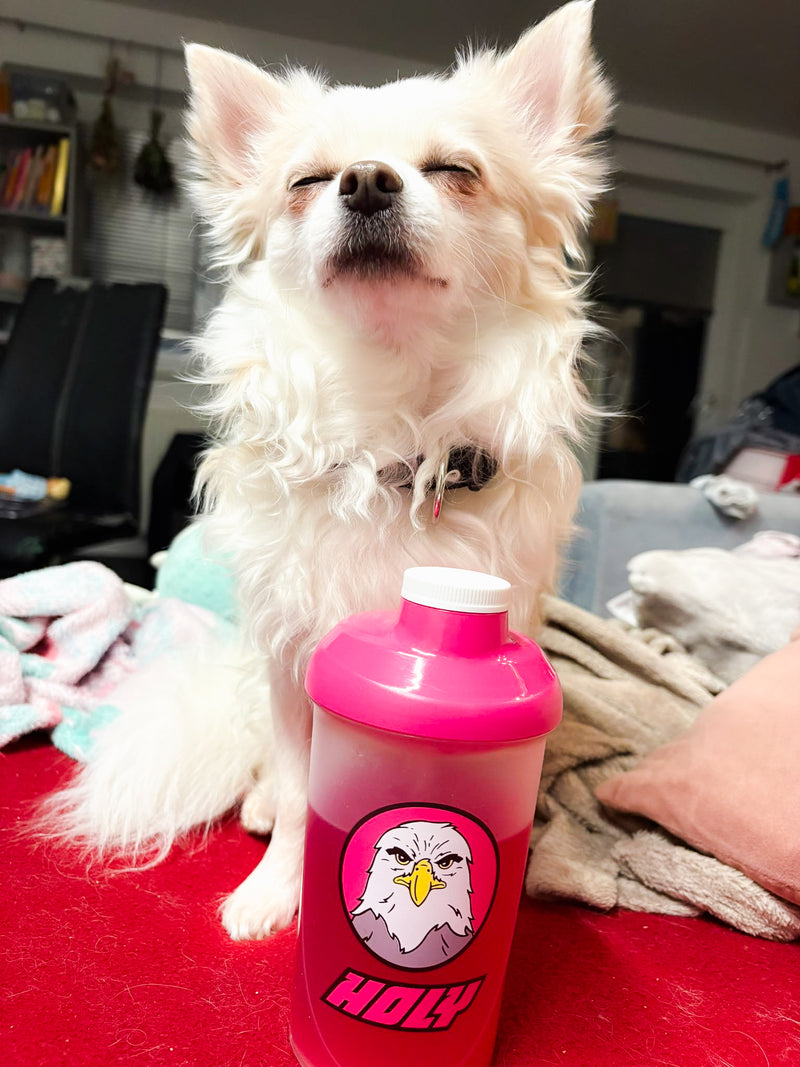 <p>Der Hund von Squad Member Tina ist HOLYfiziert </p>