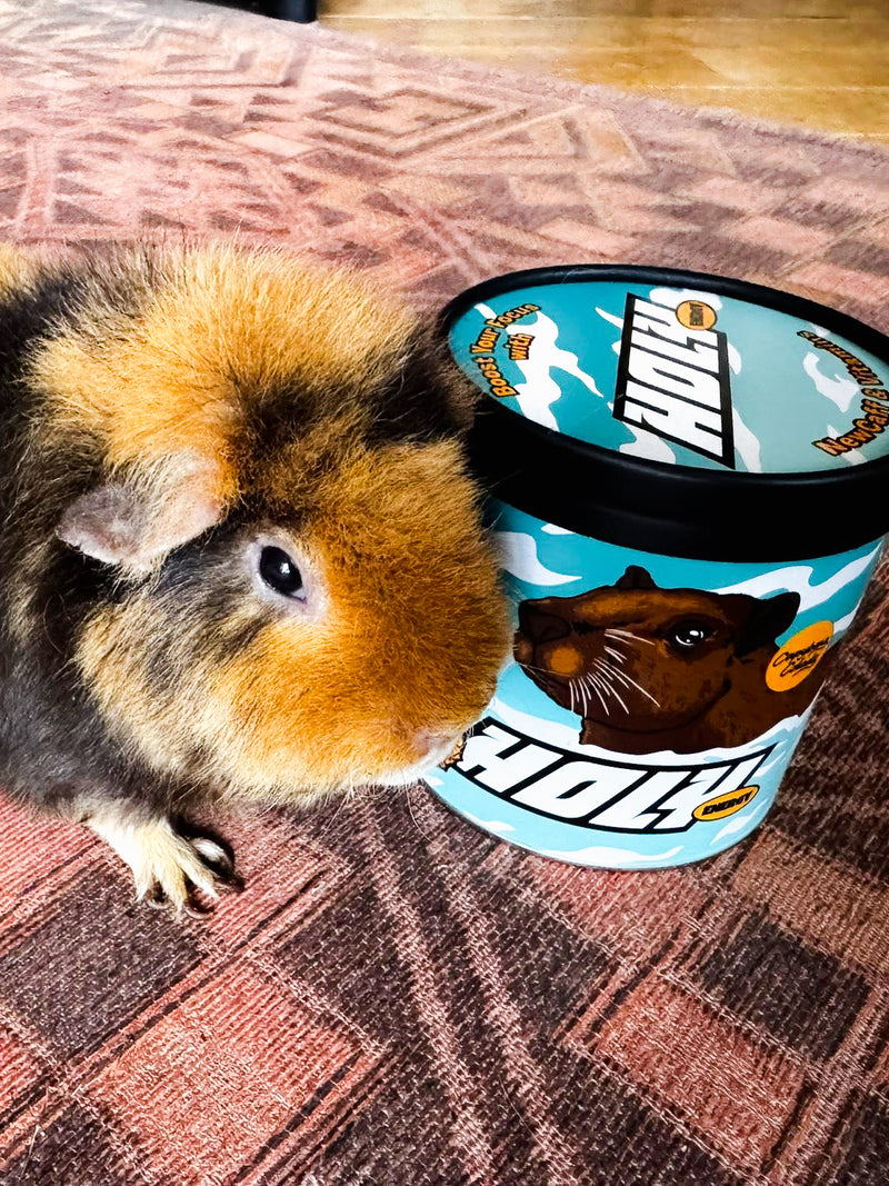 <p>Zum Verwechseln ähnlich – Meerschweinchen von Squad Member Silke & Capybara Colada </p>