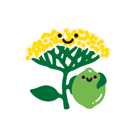 Holunderblüte, Limette